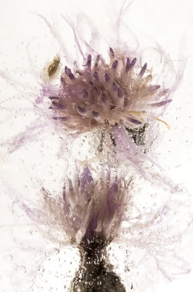 Mrożone kwiaty. kwiaty w kostki lodu — Zdjęcie stockowe