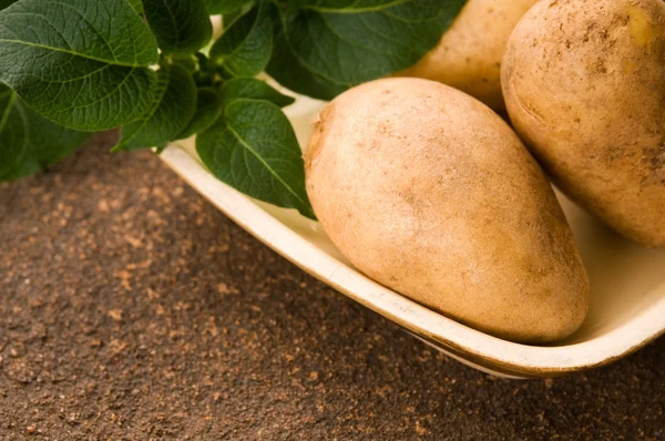 Новый картофель и зеленый укроп — стоковое фото