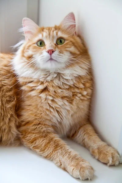 Gato vermelho siberiano — Fotografia de Stock