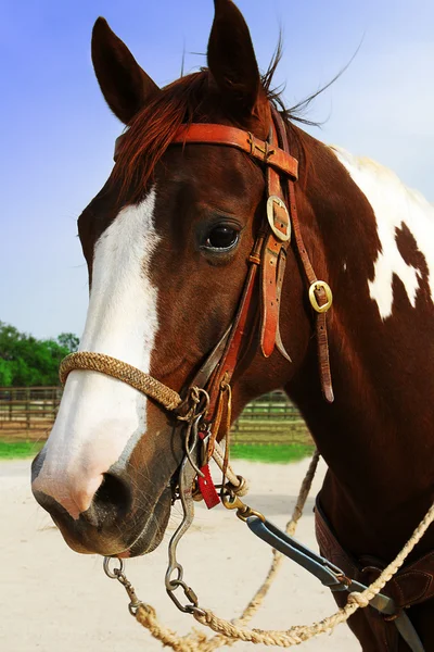 Headhorse — Stock Photo, Image