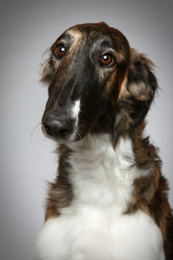 Rus borzoi köpek yavrusu. yakın çekim portre