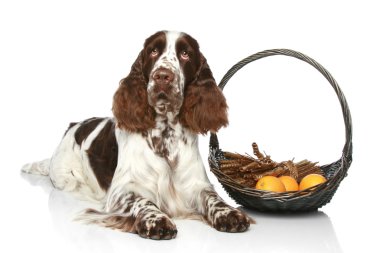 Springer Spaniel lies with basket of fruit clipart