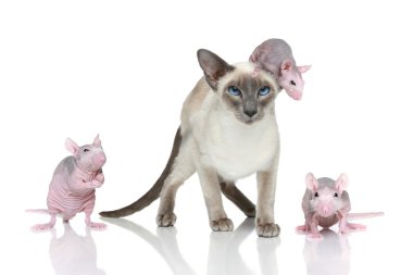 Blue-point oriental cat with three rats clipart