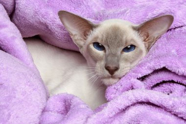 Oriental Lilac-point siamese cat clipart