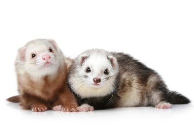 Two polecat resting on a white background clipart