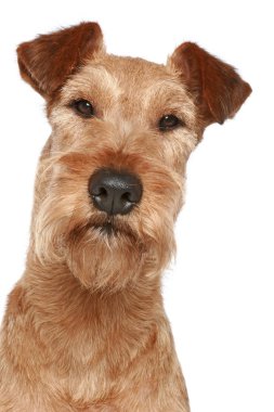 Irish terrier. Dog portrait clipart