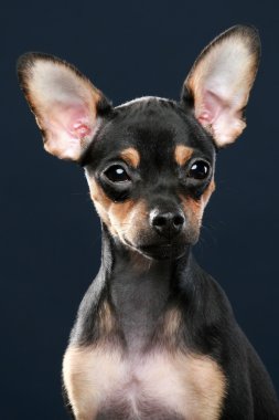 Russian toy terrier puppy portrait clipart