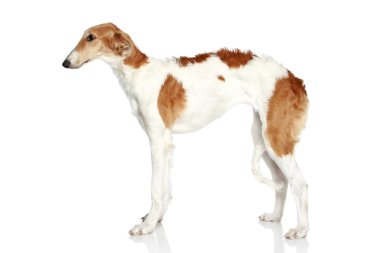 Russian Borzoi puppy (5 months). Side view clipart