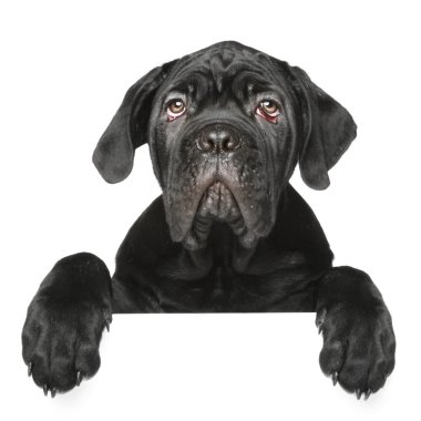 Cane Corso puppy gets out of the box clipart