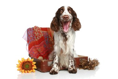 Springer Spaniel yawns near an old suitcase clipart