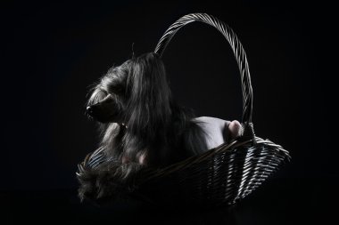 Black Chinese Crested Dog lying on dark background clipart