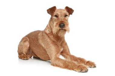 Irish terrier lying on a white background clipart