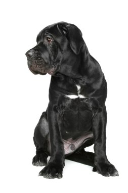 Cane corso puppy sits on a white clipart