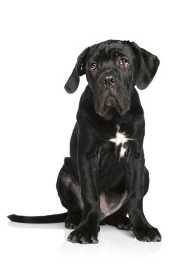Cane corso puppy sits on a white background clipart