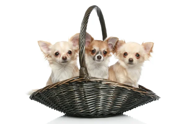 Chihuahua casaco longo na cesta wattled — Fotografia de Stock