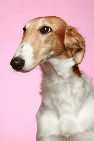 Russo Borzoi cucciolo (5 mesi) Close-up portrait — Foto Stock