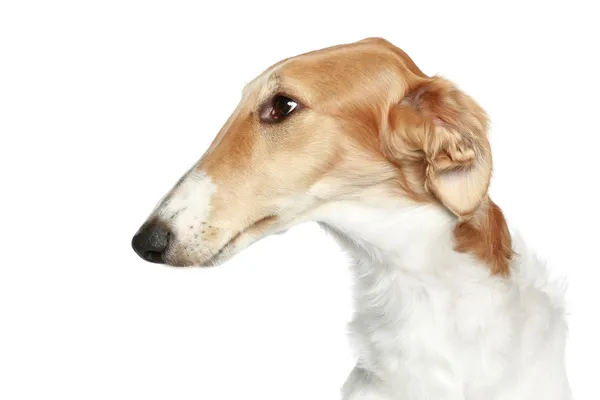 Borzoi russo - Cão Wolfhound. Perfil da cabeça close-up retrato — Fotografia de Stock