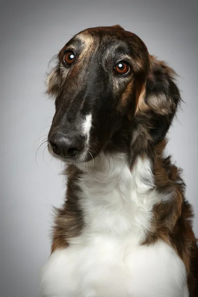 Cachorro ruso Borzoi. Retrato de primer plano —  Fotos de Stock