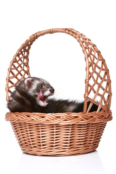 Ferret in wattled basket — Stock Photo, Image