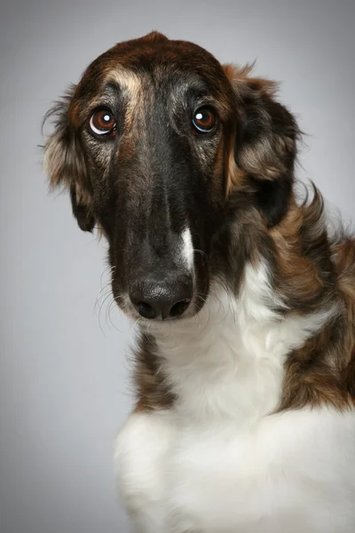 Russian Borzoi puppy (5 months) Close-up portrait — Stock Photo, Image