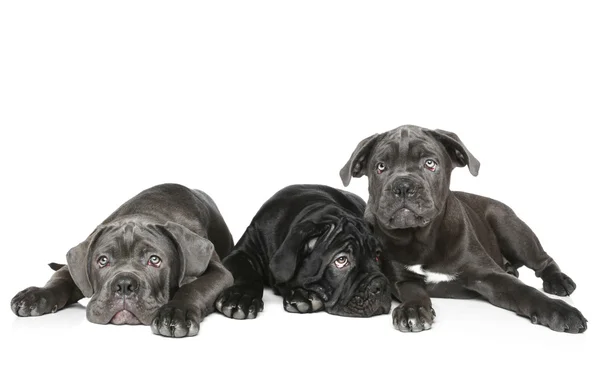 Tres Cane Corso cachorro mentira sobre un fondo blanco — Foto de Stock