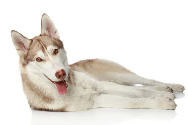 Σιβηρία σκύλος χάσκεϋ σε λευκό — Φωτογραφία Αρχείου