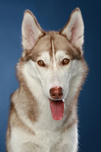 Σιβηρικό γεροδεμένο σκυλί. Close-up πορτρέτο — Φωτογραφία Αρχείου