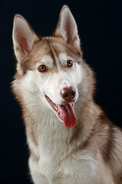 Siberian Husky dog. Close-up portrait — Stock Photo, Image