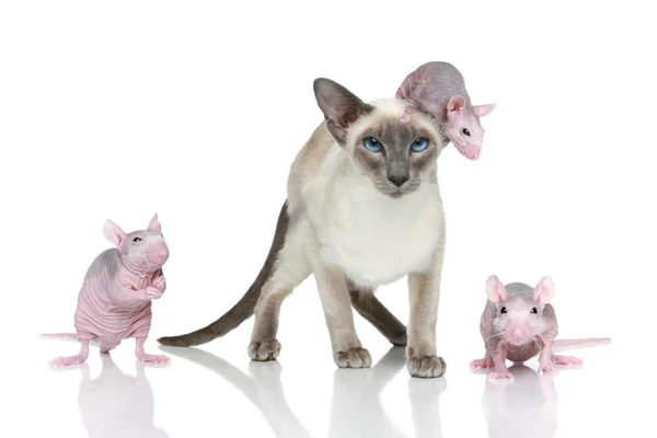 Mavi nokta üç fareler ile oryantal kedi — Stok fotoğraf