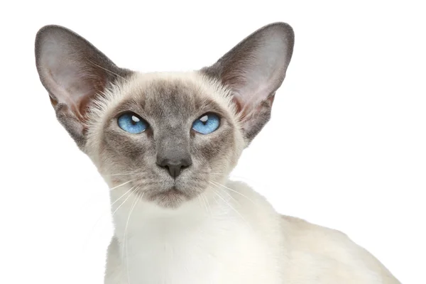 Orientální modrá bod siamská kočka. Detailní portrét — Stock fotografie