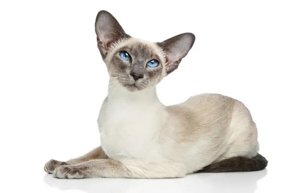 Keleti kék pont sziámi macska — Stock Fotó