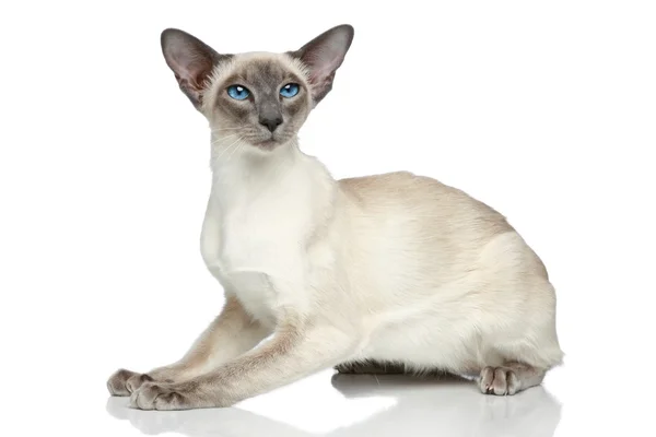 Keleti kék pont sziámi macska portré — Stock Fotó