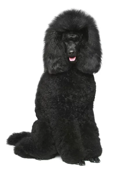 Black Royal poodle sentado — Fotografia de Stock