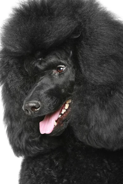 Black Royal poodle portriat — Stock Photo, Image