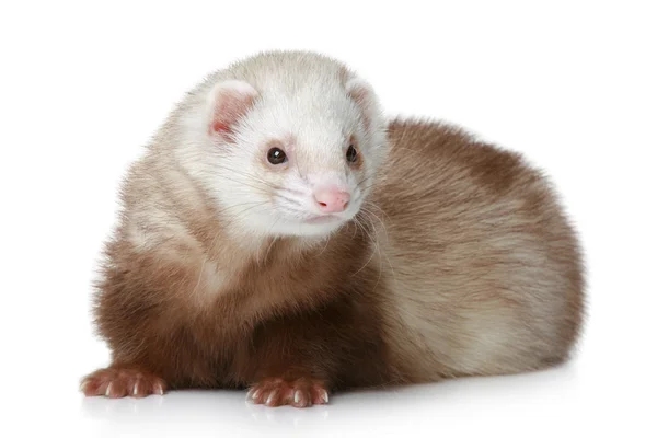 Bruin ferret liggend op een witte achtergrond — Stockfoto