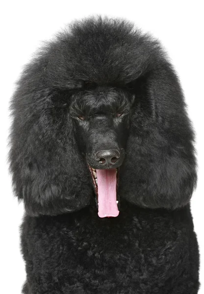 Poodle royal preto portriat — Fotografia de Stock
