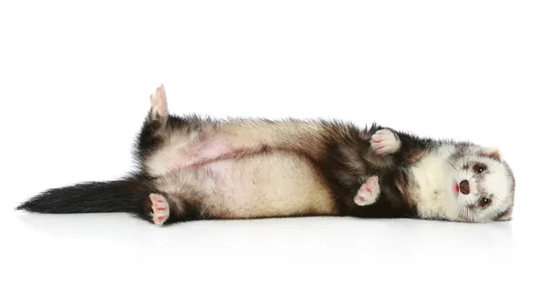 Ferret, ležící na místě na bílém pozadí — Stock fotografie