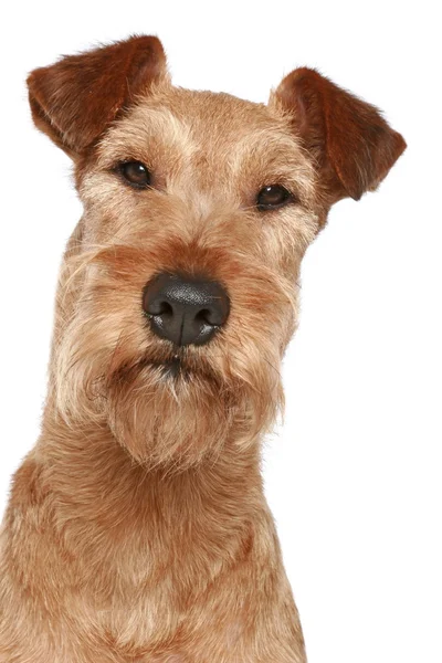 Irský teriér. portrét psa — Stock fotografie