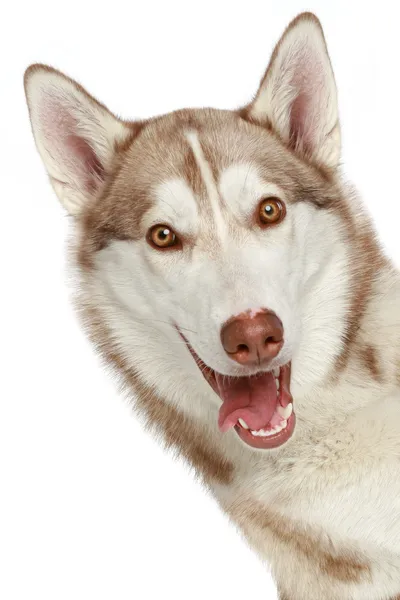シベリアン ハスキー犬。クローズ アップの肖像画 — ストック写真
