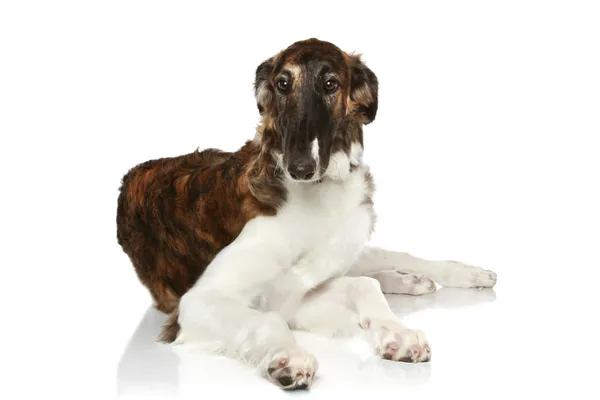 Rus Borzoi köpek yavrusu (5 ay) yalan — Stok fotoğraf