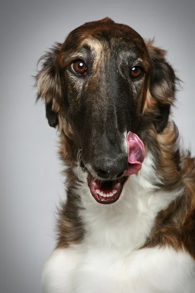 ロシアのボルゾイ子犬 (5 ヶ月) クローズ アップ肖像画 — ストック写真