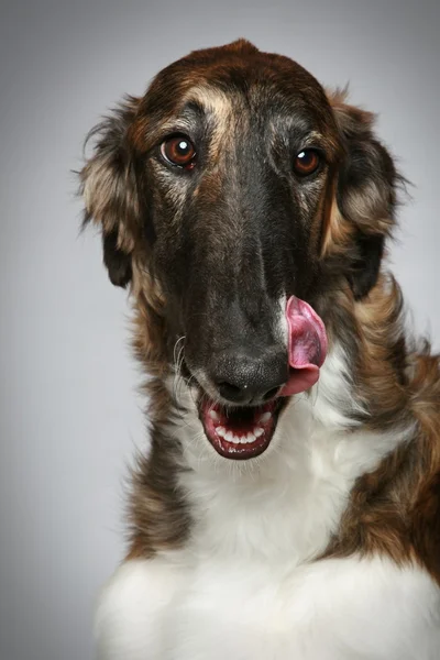 Ryska Borzoi valp (5 månader) närbild porträtt — Stockfoto