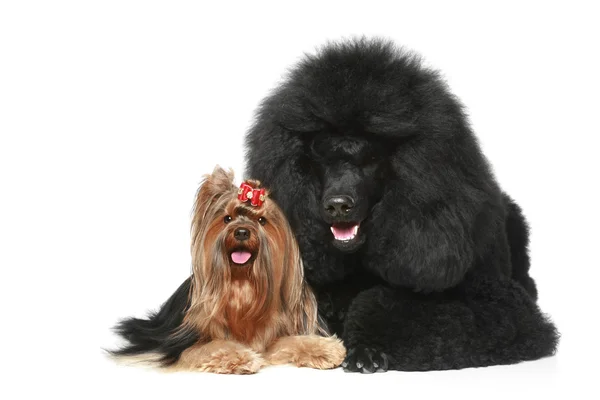 Royal fino köpeği ve yorkshire korkunç — Stok fotoğraf