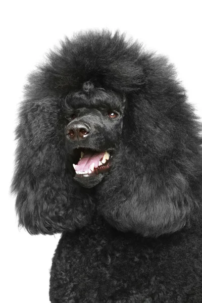 Poodle royal preto portriat — Fotografia de Stock