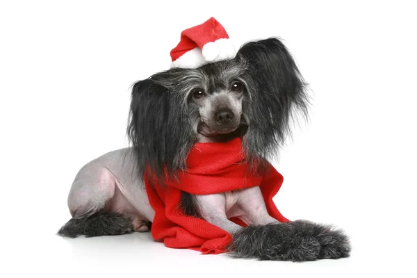 Černý čínský chocholatý pes v červeným šátkem — Stock fotografie