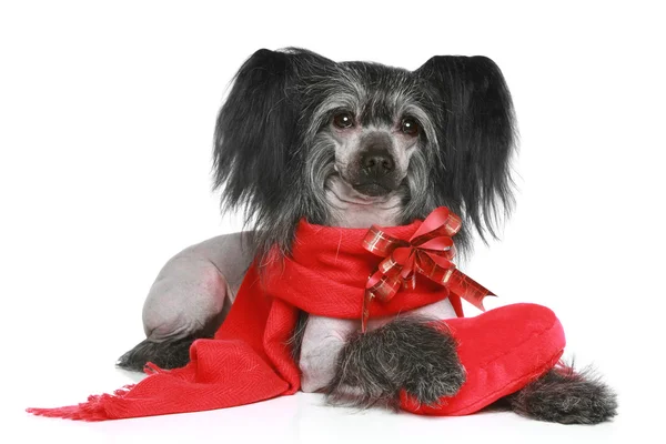 Fekete kínai tarajos kutya, a vörös sál — Stock Fotó
