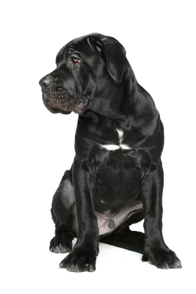 Cane corso pup zit op een wit — Stockfoto