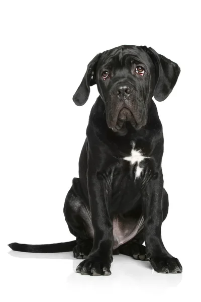 Cane corso pup zit op een witte achtergrond — Stockfoto