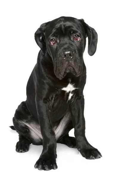 Cane corso cucciolo si siede su uno sfondo bianco — Foto Stock