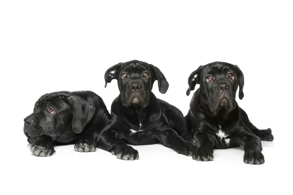 Tre Cane corso cane cucciolo sdraiato su un bacino bianco — Foto Stock